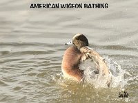 American wigeon bath